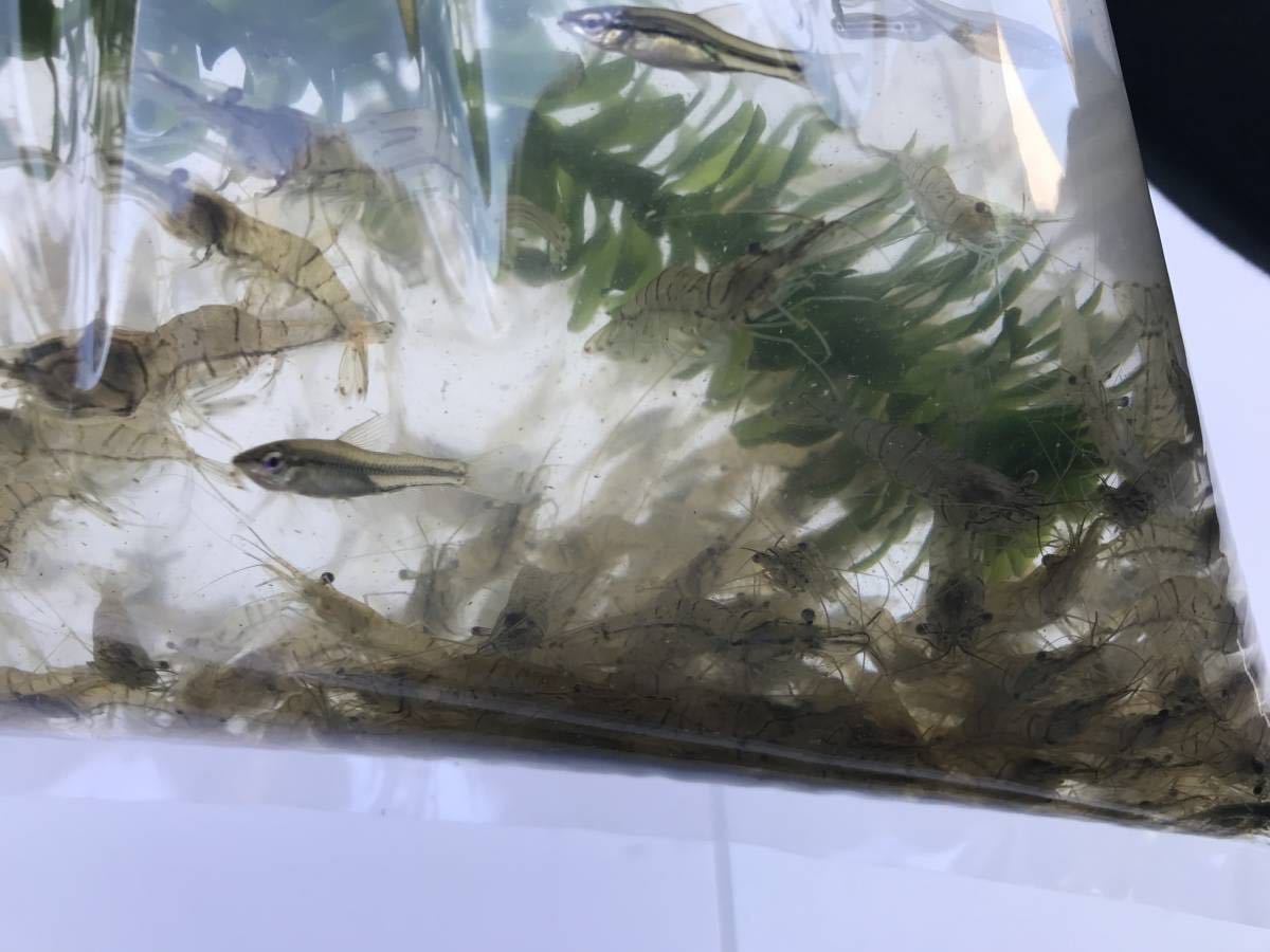 スジエビ 100匹 A 淡水エビ川魚 小魚 餌 サイズいろいろ 飼育用餌用 川エビ 生餌 釣り餌68 甲殻類 売買されたオークション情報 Yahooの商品情報をアーカイブ公開 オークファン Aucfan Com