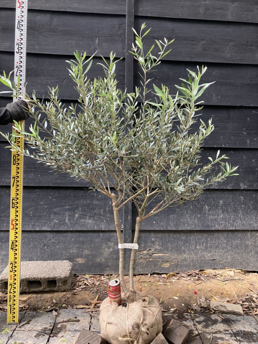 オリーブの木 カヨンヌ 2 希少 オリーブの木 カヨンヌ 希少 2 オリーブ