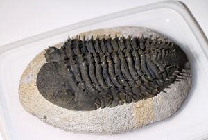 三葉虫のYahoo!オークション(旧ヤフオク!)の相場・価格を見る｜Yahoo