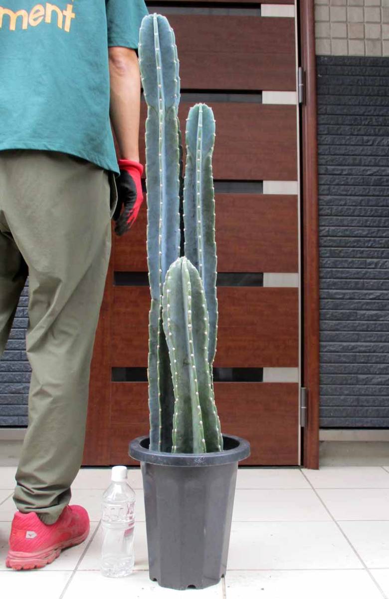 豊富な，正規品 現品 柱サボテン 3本立ち仕立て 8号サイズ ｗ5(サボテン)｜売買されたオークション情報、yahooの商品情報をアーカイブ公開 - オークファン サボテン