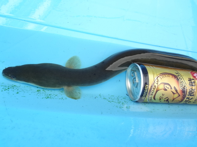 天然うなぎ 静岡産 画像個体 59cm 梱包無料 天然 採取 野生採取 食用 観賞魚 うなぎ 栄養 鰻 蒲焼き 天然ウナギ ウナギ 天然鰻 その他 売買されたオークション情報 Yahooの商品情報をアーカイブ公開 オークファン Aucfan Com