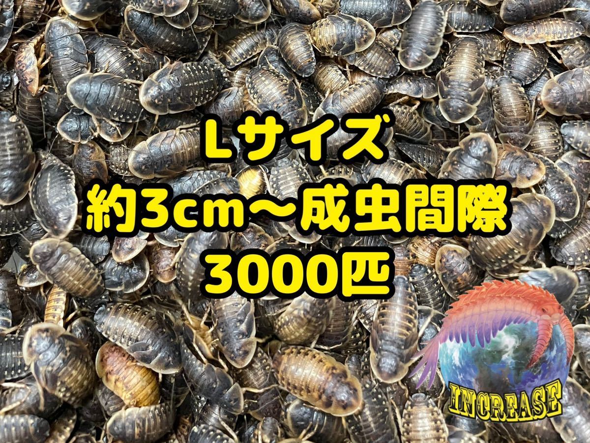 デュビア M〜成虫MIX 1kg 送料無料 公式通販