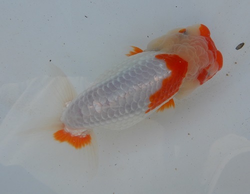 金魚の王様 らんちゅう 特選浜松系統 二歳魚 超レア 美柄更紗 らんちゅう 売買されたオークション情報 Yahooの商品情報をアーカイブ公開 オークファン Aucfan Com