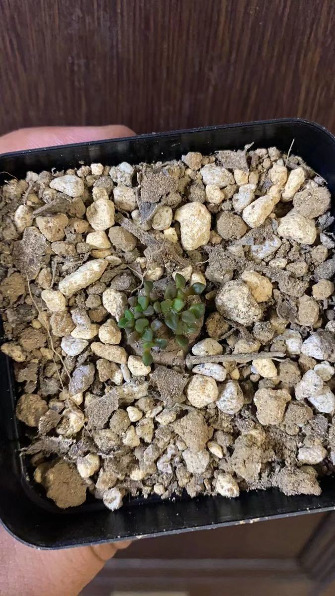 1Anacampseros comptonii 多肉植物　塊根植物 アナカンプセロス コンプトニー