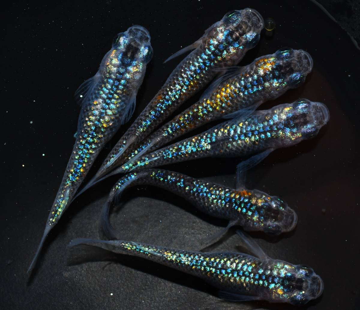 上物 | 2ペア メダカファーム泉駿河三色ラメ体外光 ウ-6 めだか 