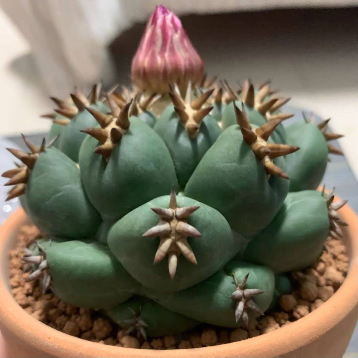 多肉植物 サボテン コリファンタ 短刺象牙丸 子株 サボテン 売買されたオークション情報 Yahooの商品情報をアーカイブ公開 オークファン Aucfan Com