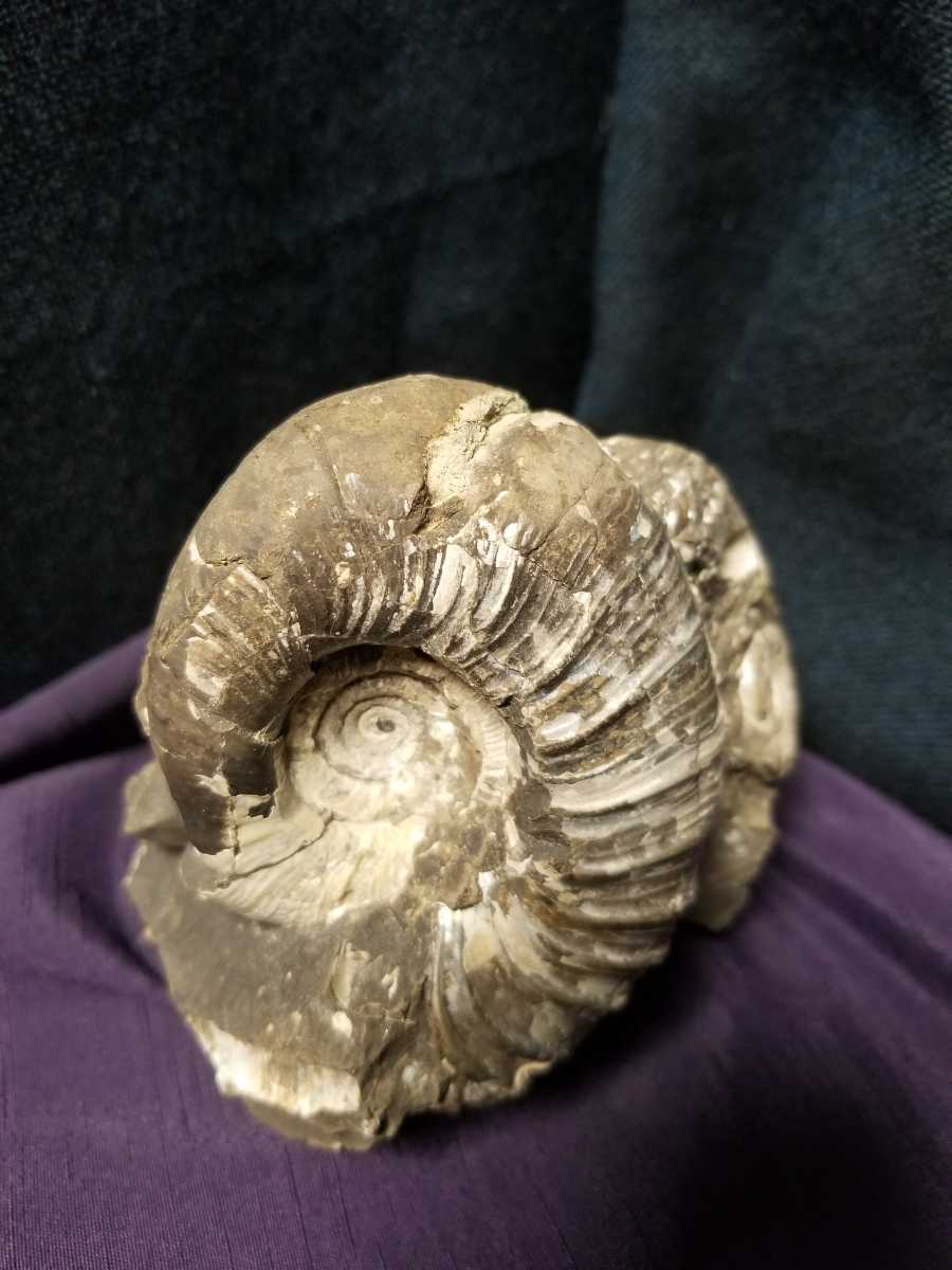 北海道アンモナイト化石、ノジュールに咲いた様々な化石断面模様3点＋