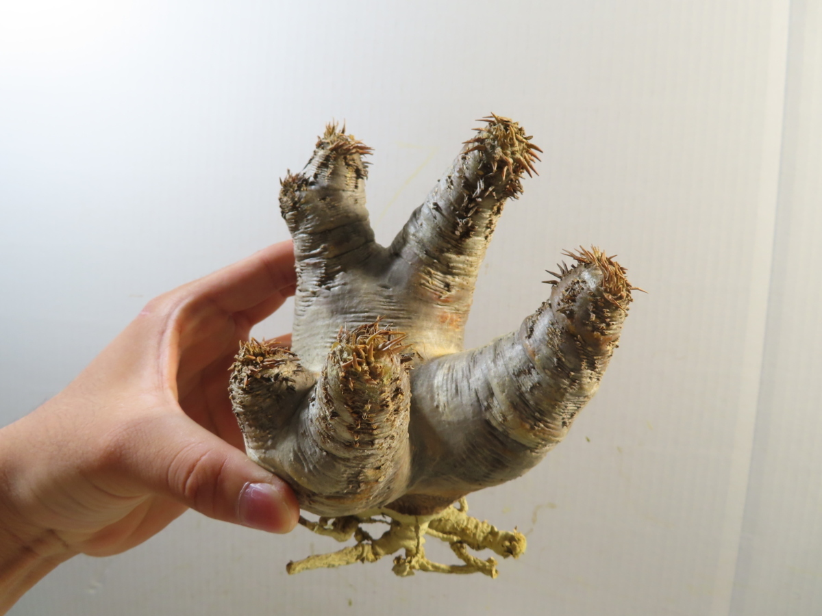 パキポディウム エニグマティクム Pachypodium 現地球 エニグマチカム