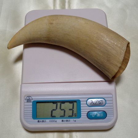 マッコウ鯨の牙です、貴重品です。 マッコウクジラ 歯 牙 貴重品 磨き