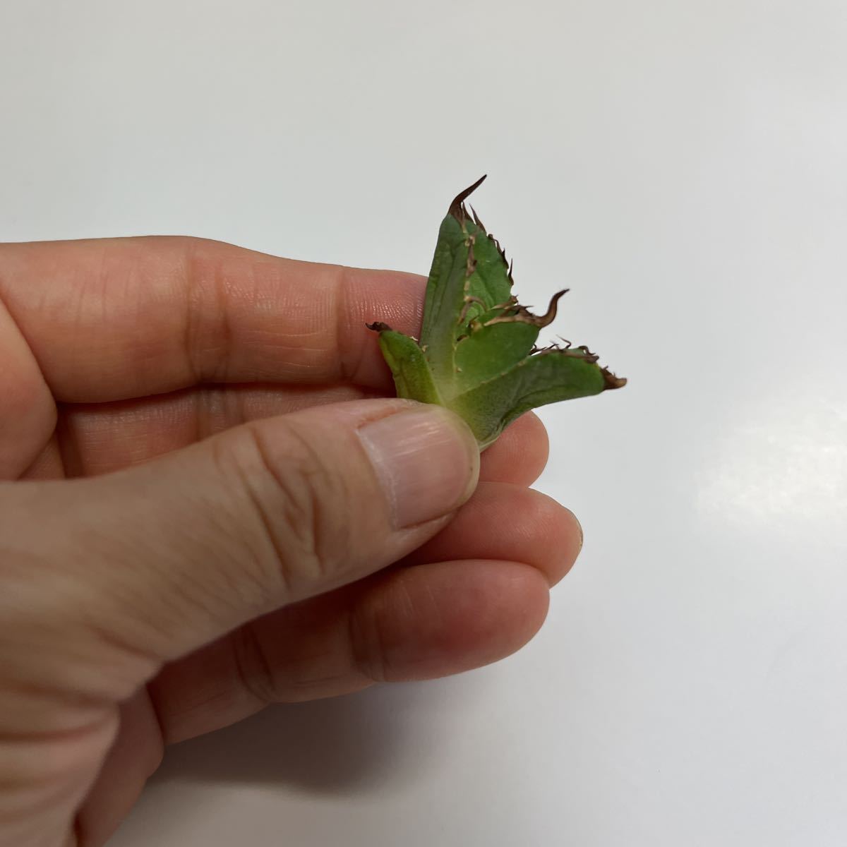 アガベ チタノタ 老白鯨 カキコ 子株① アガベ チタノタ 子株 商品の