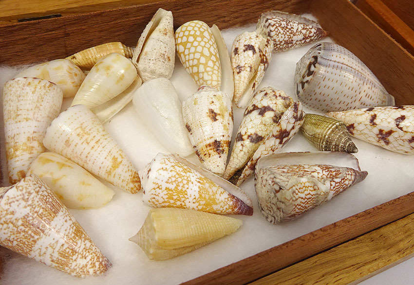 タカラガイセット まとめ売り 宝貝 貝 標本 貝殻 コレクション