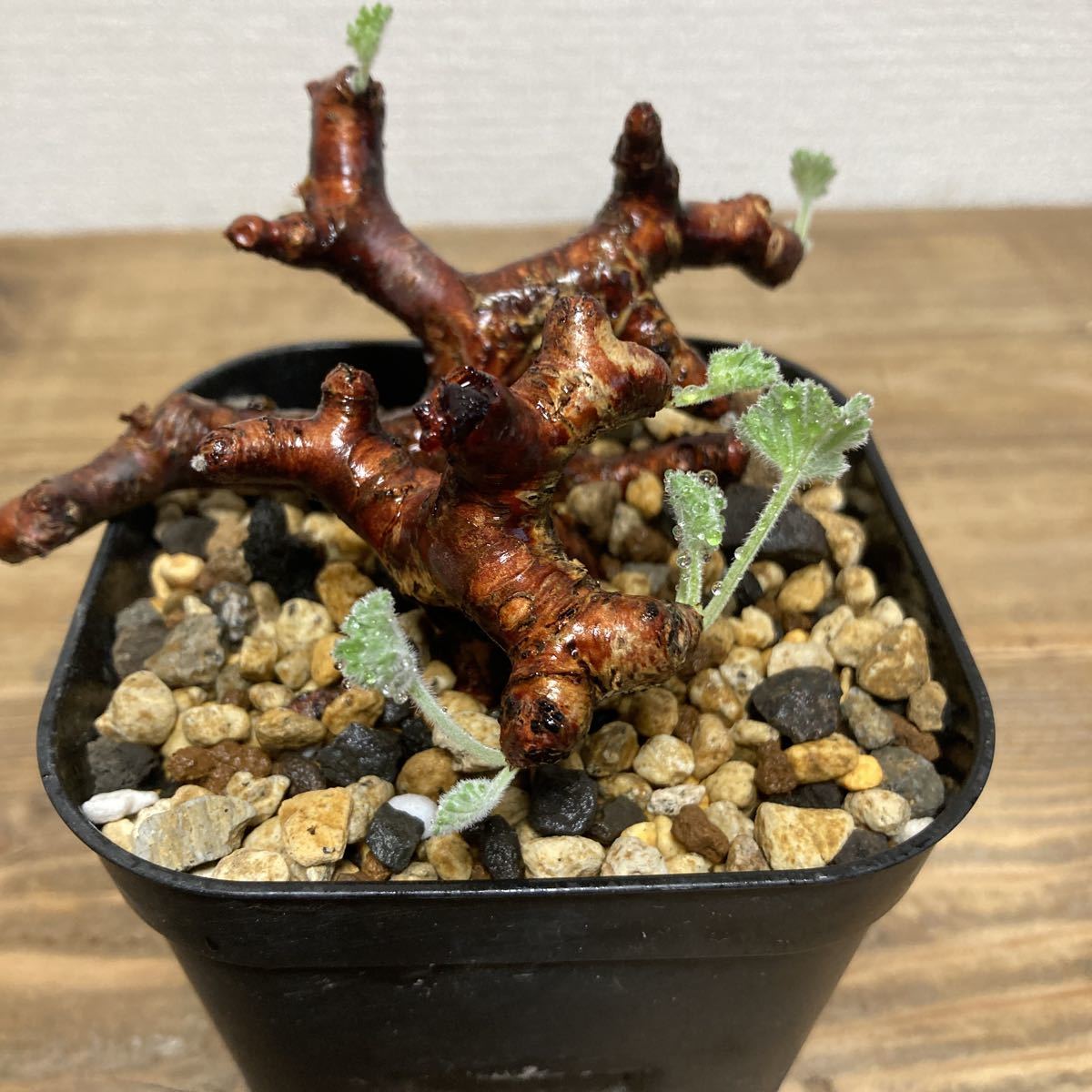 現地株ペラルゴニウム・ミラビレ大株（発根済） Pelargonium