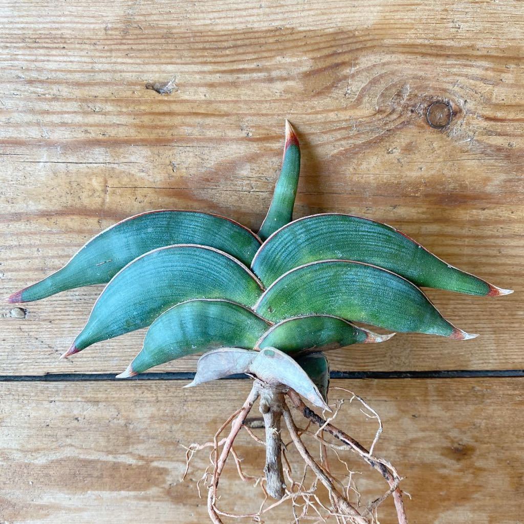 大株】②Sansevieria Rorida サンスベリア ロリダ