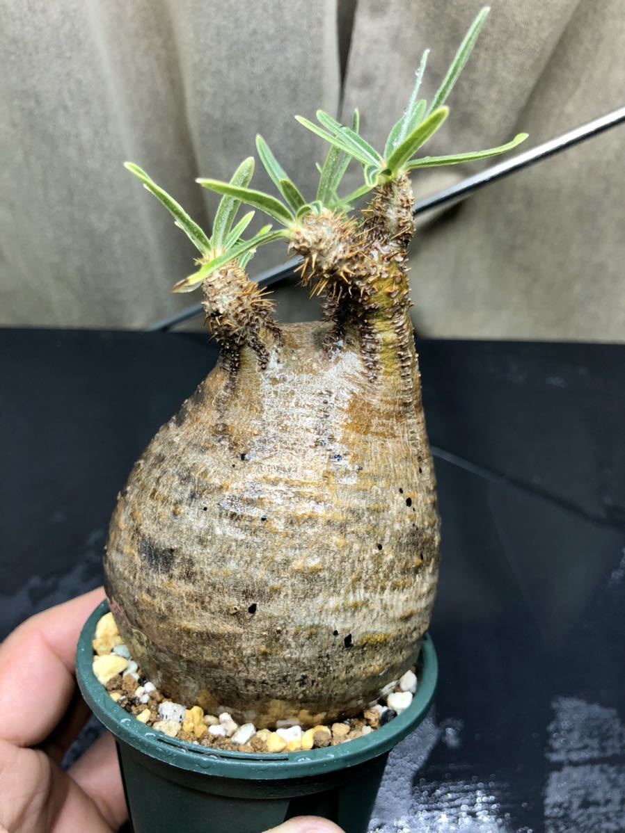 パキポディウム グラキリス 塊根植物 コーデックス 3頭 多頭 美株 現地