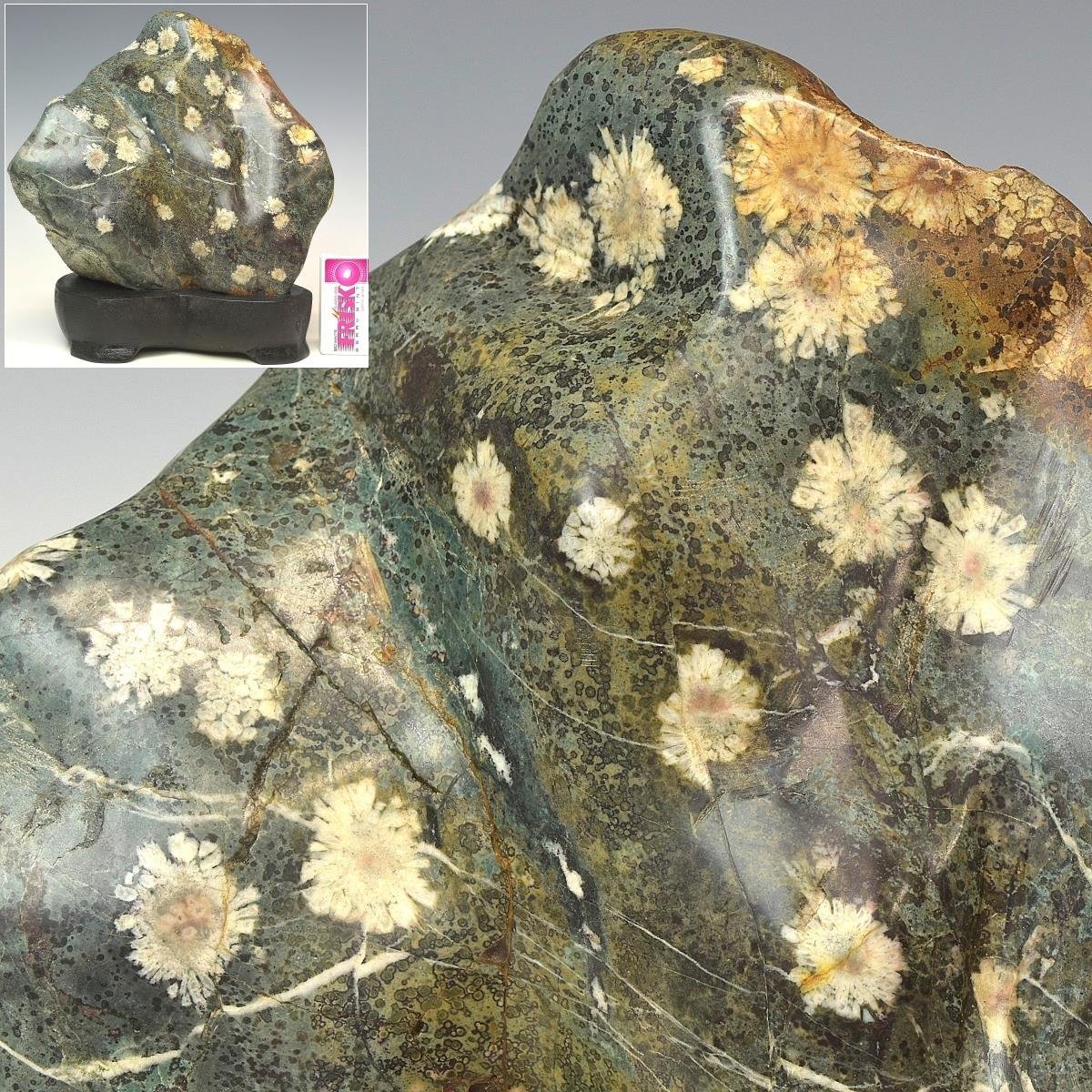 趣楽】 売切り 国産天然菊花石 高さ25cm 重量5，8kg 鑑賞石