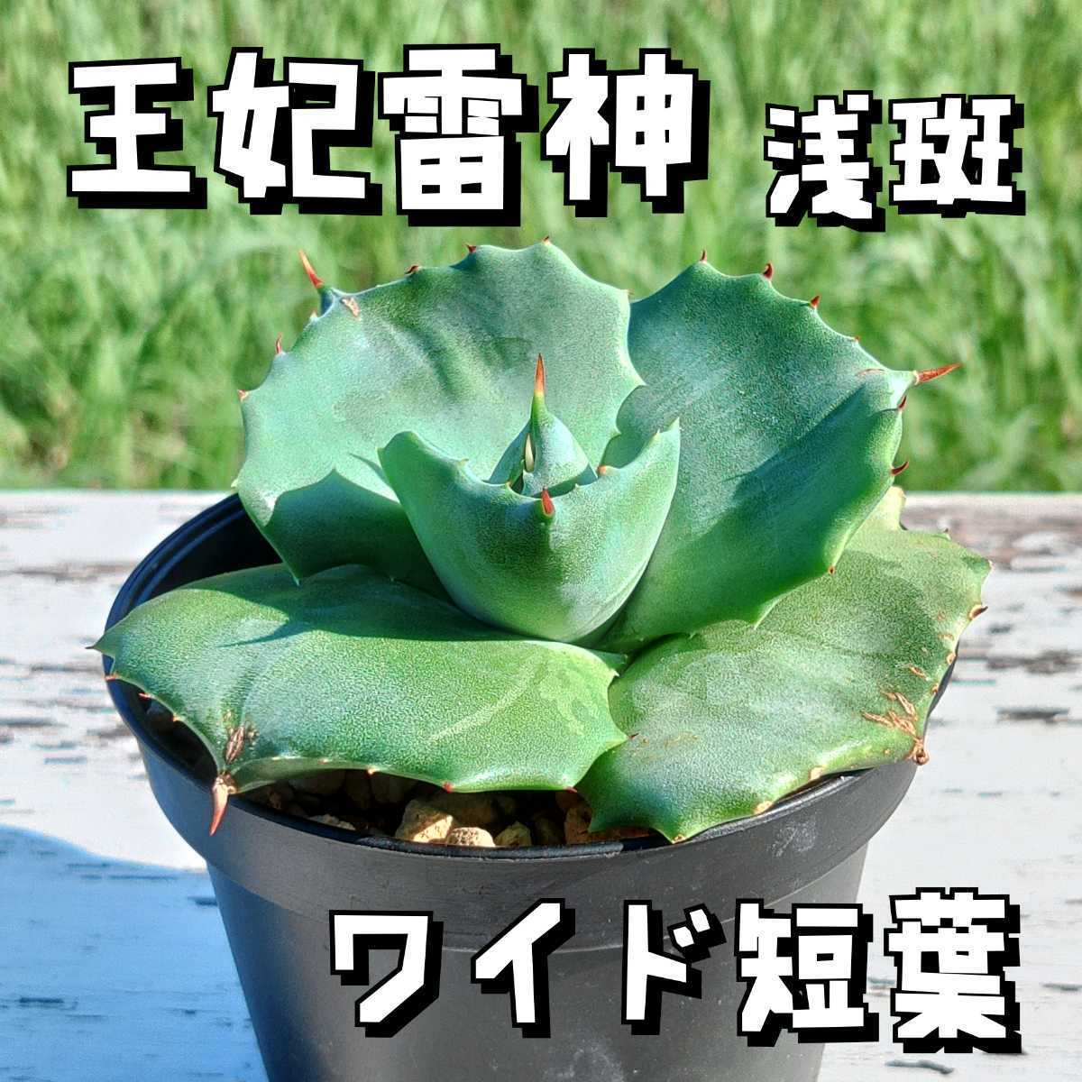 アガベ 金鯨 カキコ 子株 発根済み抜き苗発送 アガベ 金鯨 カキコ 子株 発根済み抜き苗発送