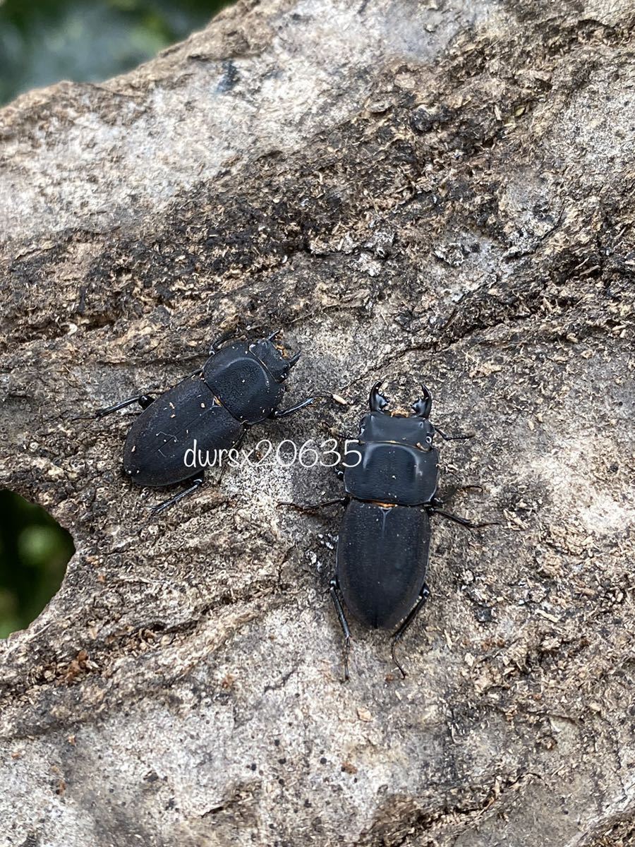 アリグットサメハダクワガタ幼虫4頭 7 18限定 Www Silvanaconfeccoes Com Br