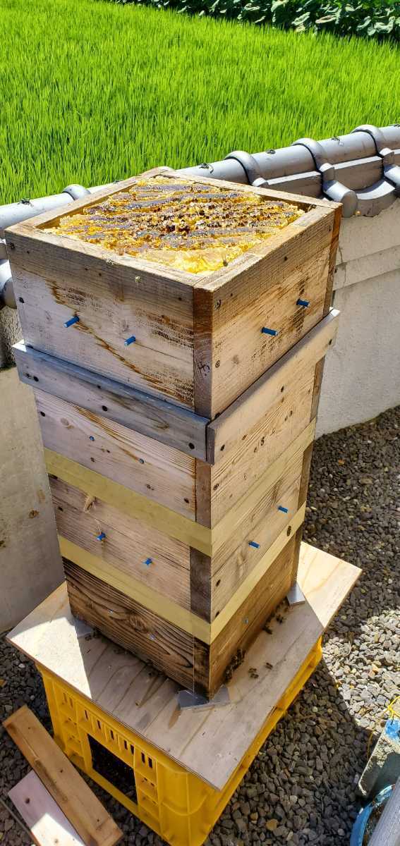 公式通販 1200g 日本ミツバチの蜂蜜 ☆日本蜜蜂のはちみつ☆1200g(6瓶
