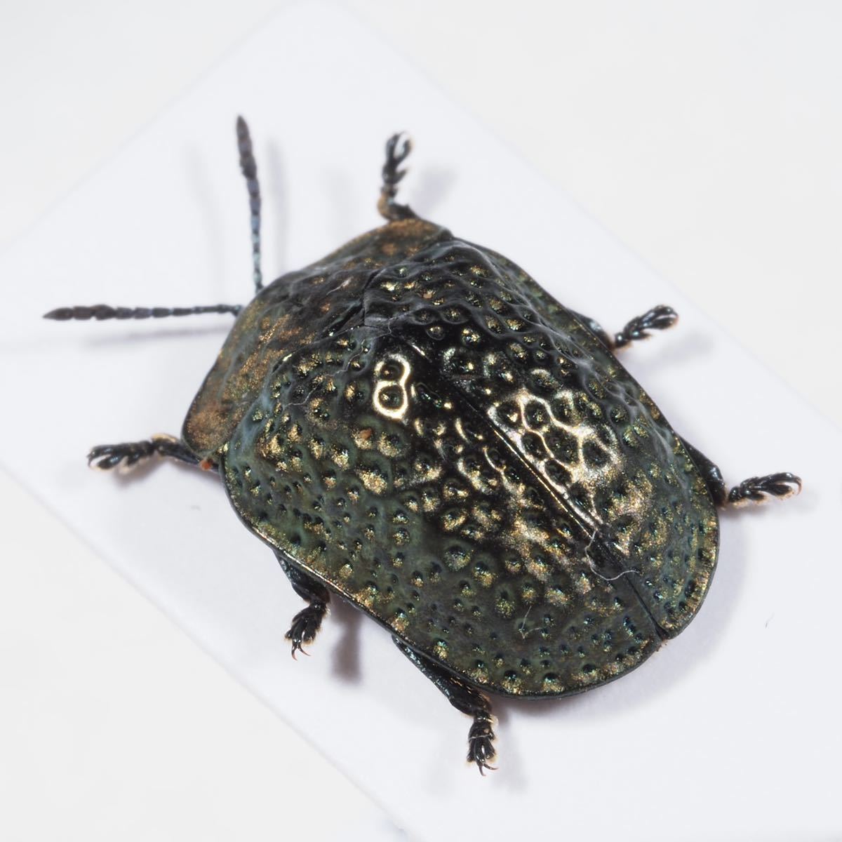 ブローチハムシの一種 標本Chlamydocassis ブローチハムシ その10 Chlamydocassis sp.? ブローチハムシの一種