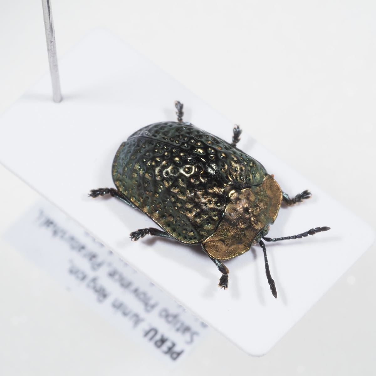ブローチハムシ その10 Chlamydocassis sp.? ブローチハムシの一種