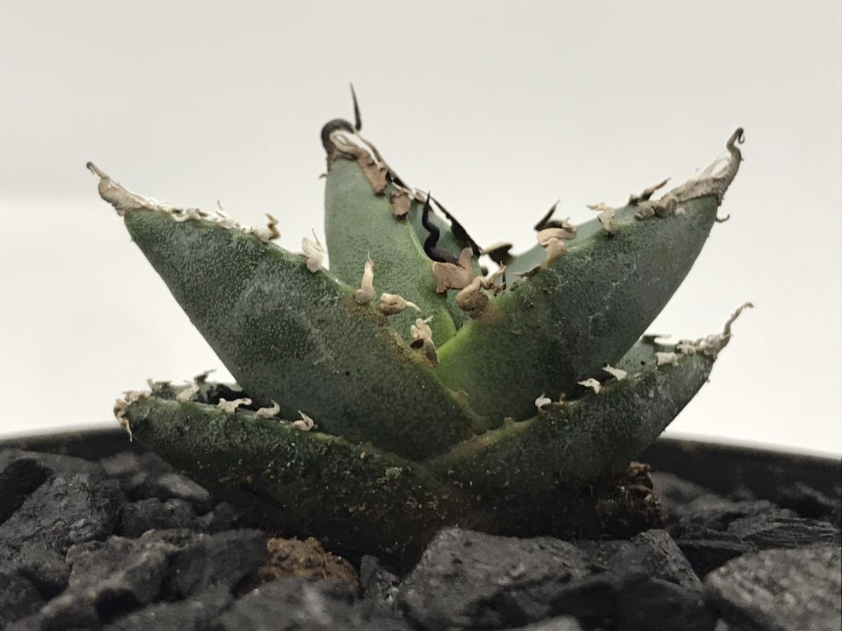 アガベ チタノタ FO76 オテロイ実生苗 検: スピン棘 短棘 肉厚 裏棘