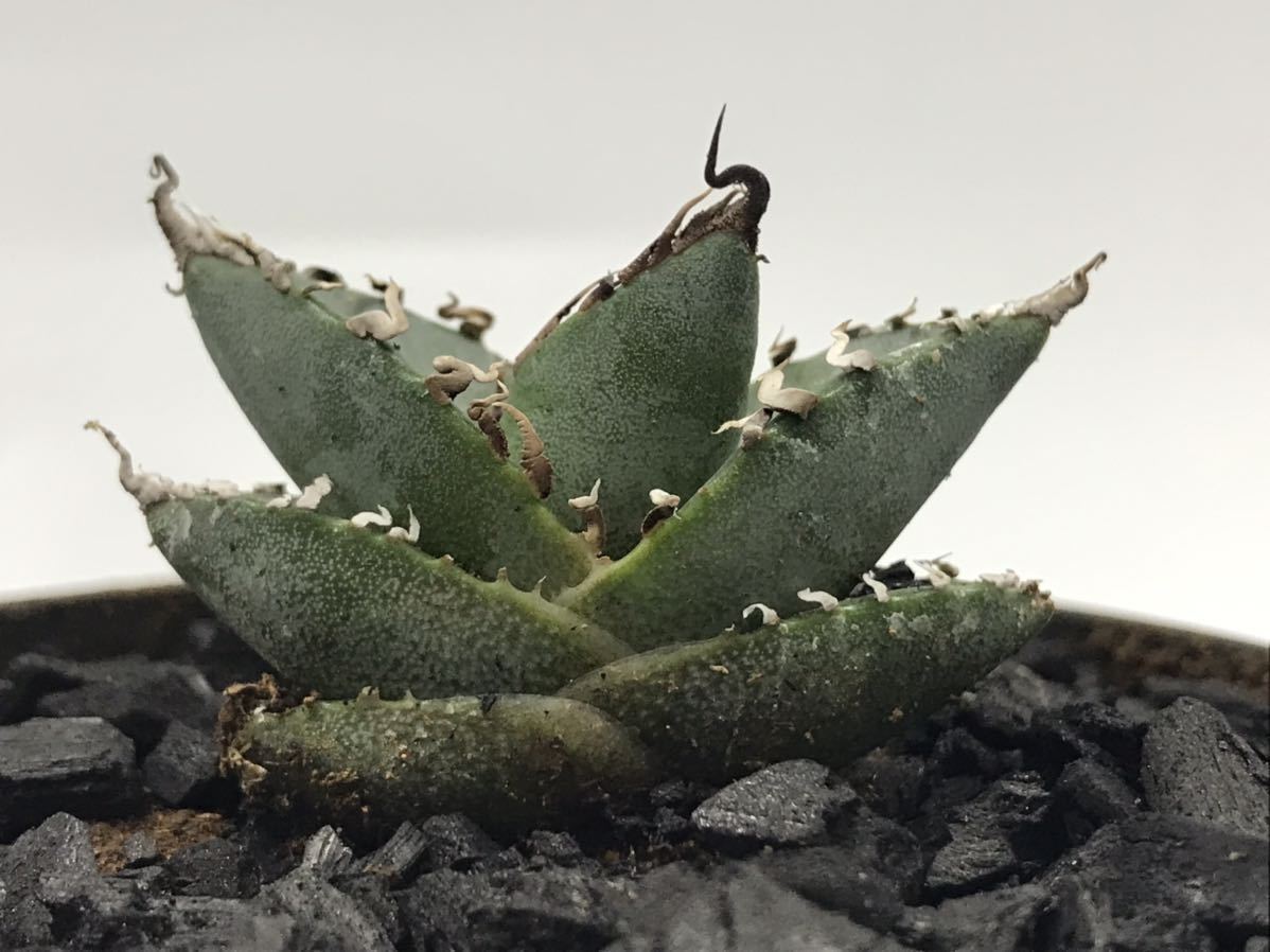 アガベ チタノタ FO76 オテロイ実生苗 検: スピン棘 短棘 肉厚 裏棘