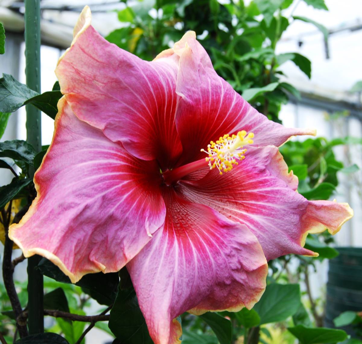 税不要特価 新品袋入 tees エプロン ハワイアンボタニカル柄 ハワイ限定ショップ モンステラプルメリアハイビスカス ヤヤちゃん レア 黒 海外 ハワイ限定ショップ