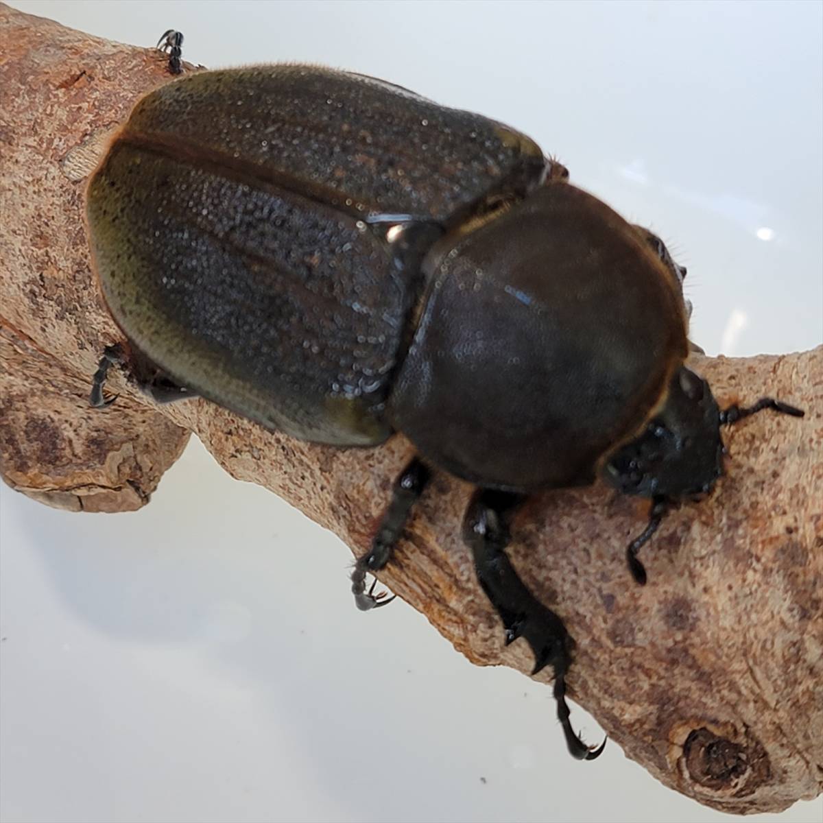 ヘラクレスオオカブトムシ ヘラクレスヘラクレス クアドループ産 メス