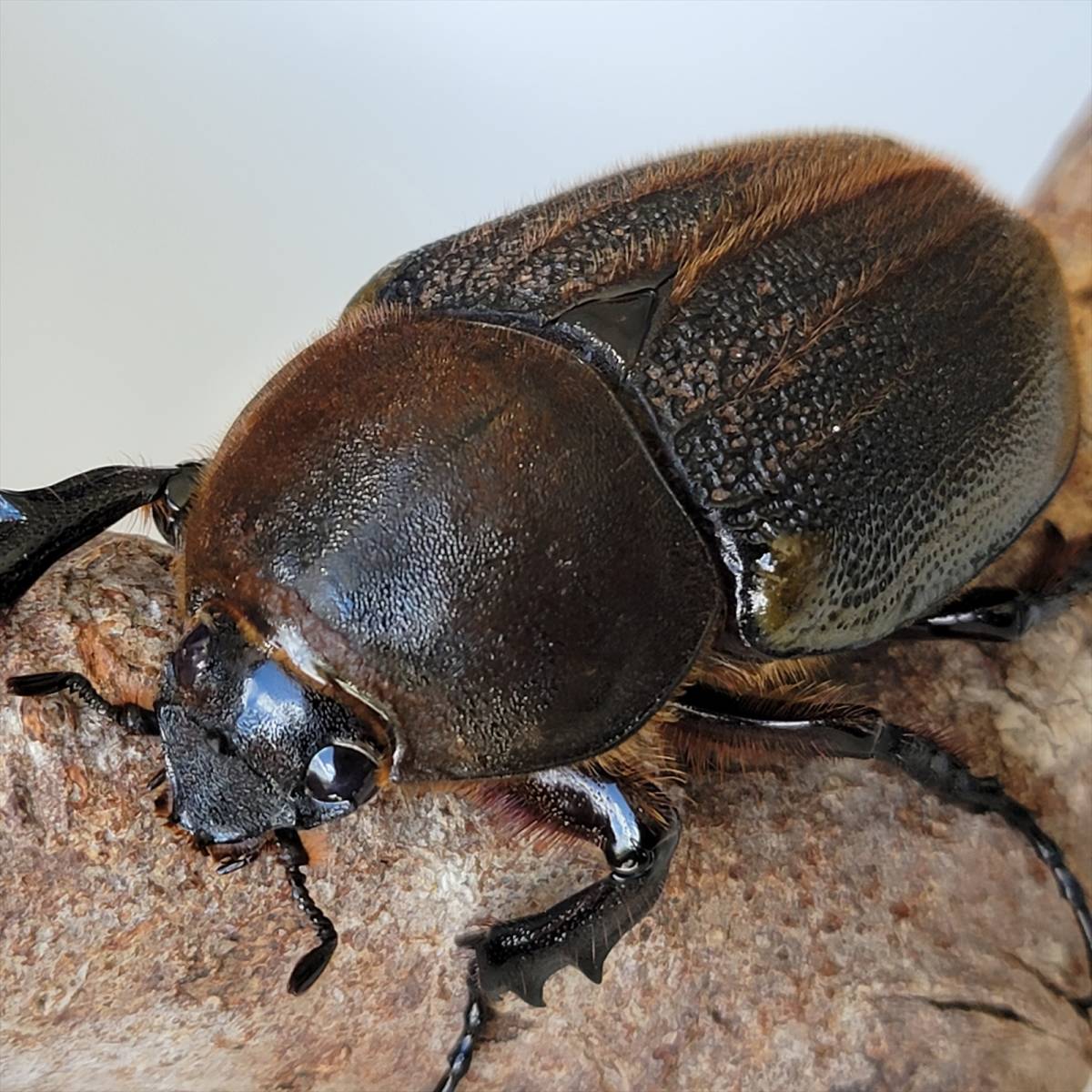 ヘラクレスオオカブトムシ ヘラクレスヘラクレス クアドループ産 メス