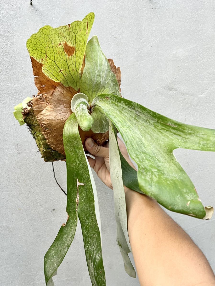 P. andinum wild from Moyobamba Peruアンディナム【vandaka 