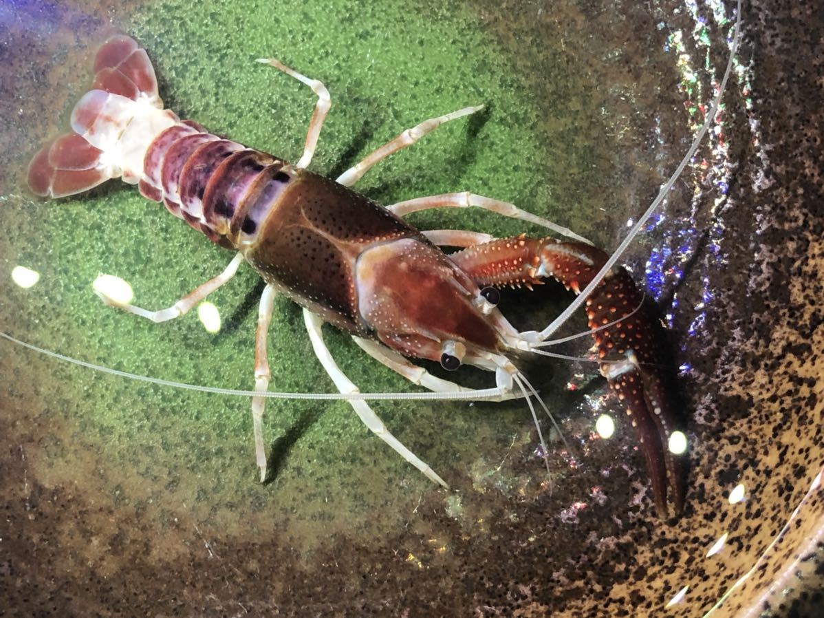 アメリカザリガニ ゴーストザリガニ オス 7 5センチくらい 28 甲殻類 売買されたオークション情報 Yahooの商品情報をアーカイブ公開 オークファン Aucfan Com