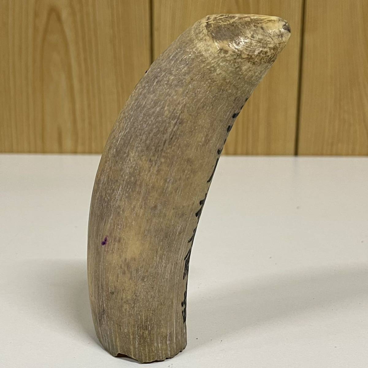 マッコウクジラの歯 300g