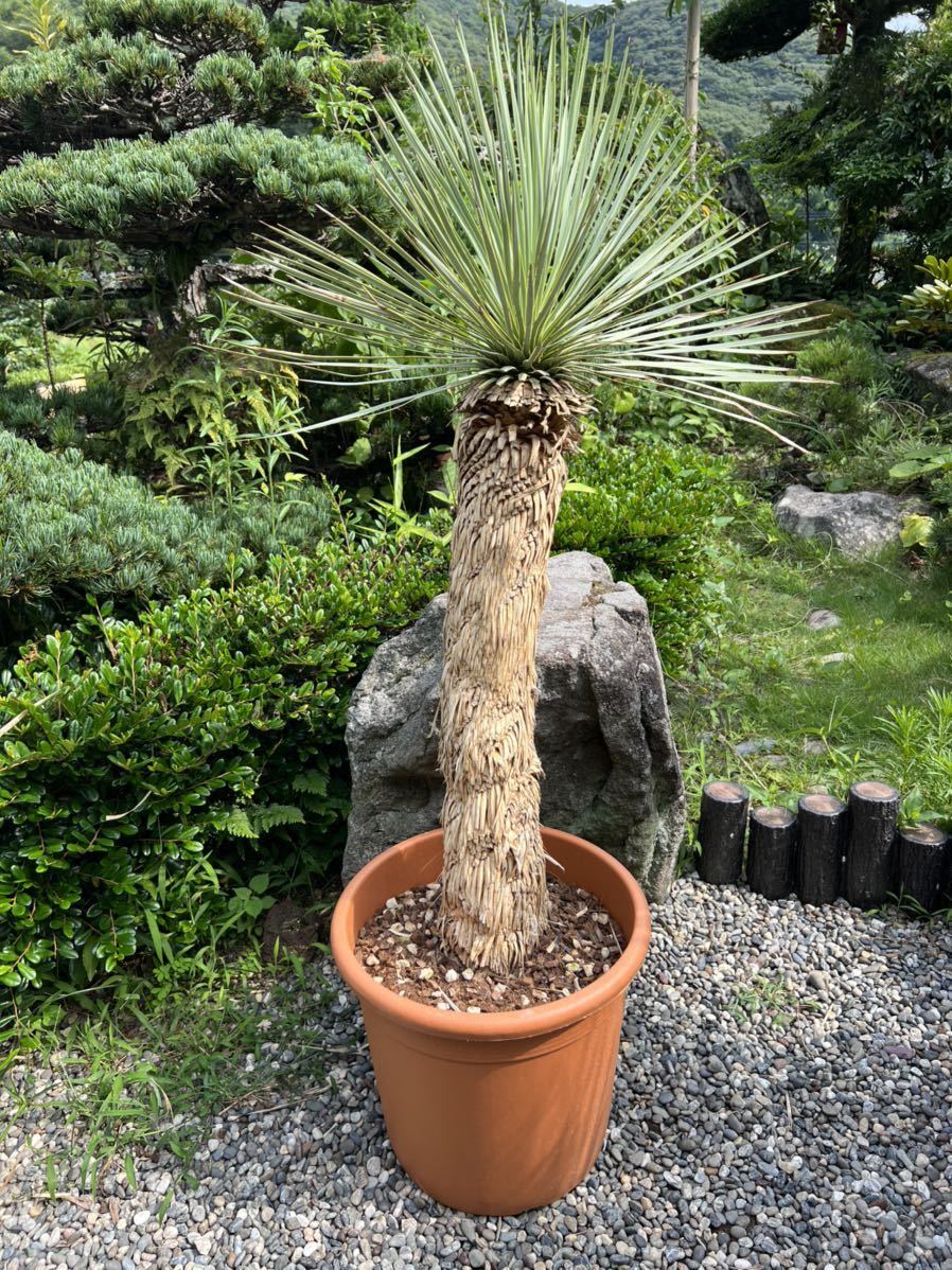 ユッカ リネアリフォリア レア Yucca 厳選 リネアリフォリア（Yucca 太
