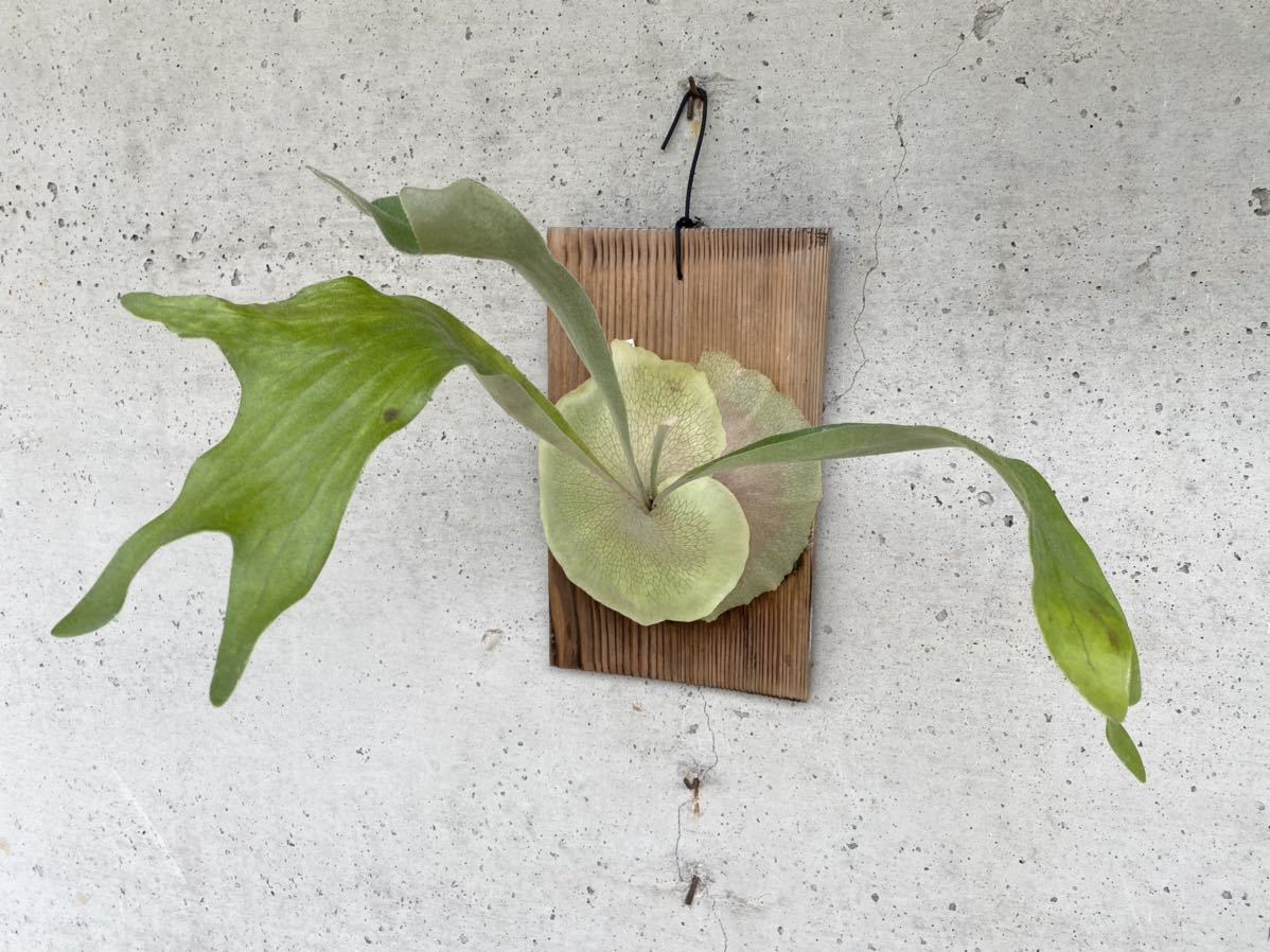 ビカクシダ sporeling x 'Diversifolium' Platycerium naturefix P