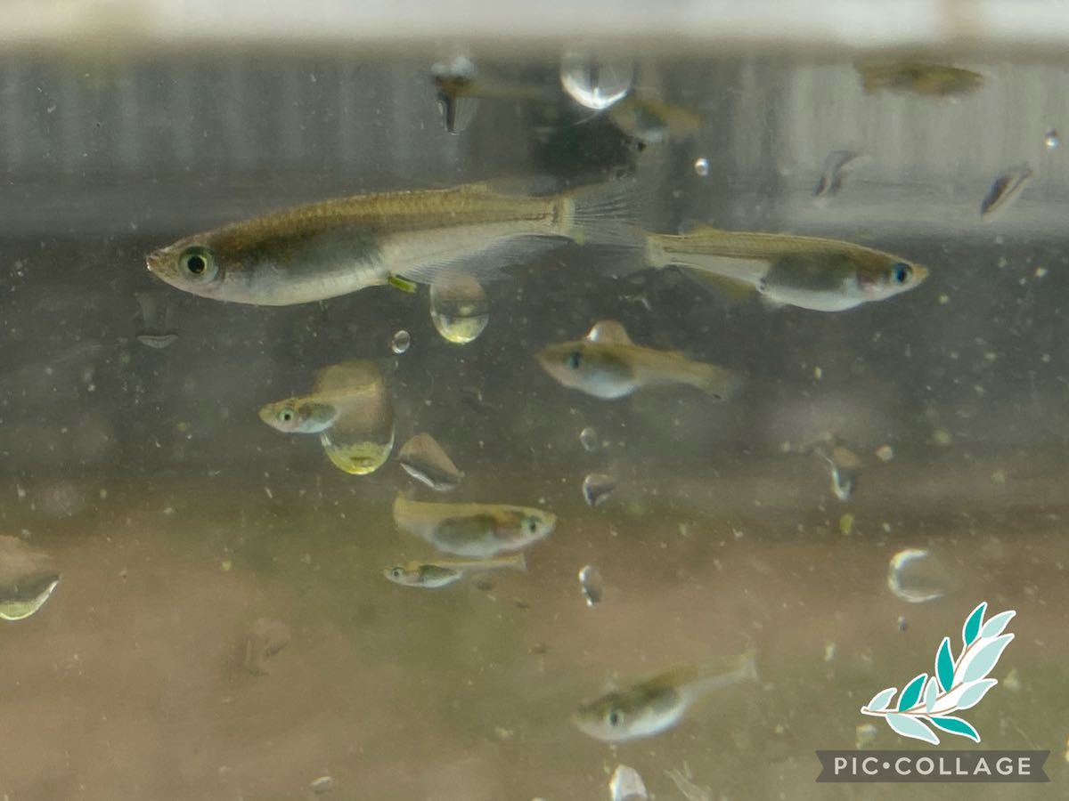 黒メダカ ミナミメダカ 野生採取個体由来 茨城県産 25匹 めだか めだか 売買されたオークション情報 Yahooの商品情報をアーカイブ公開 オークファン Aucfan Com