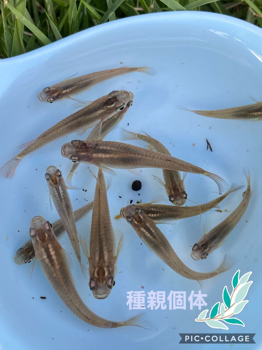 黒メダカ ミナミメダカ 野生採取個体由来 茨城県産 25匹 めだか めだか 売買されたオークション情報 Yahooの商品情報をアーカイブ公開 オークファン Aucfan Com