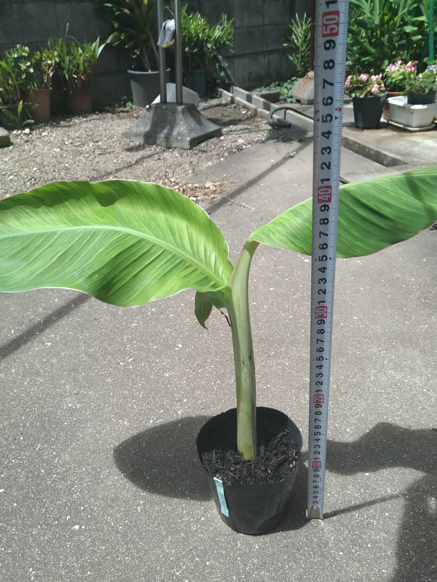 ドワーフナムワ 耐寒性バナナ苗 2 国華園オンラインショップ ⁄ 果樹苗