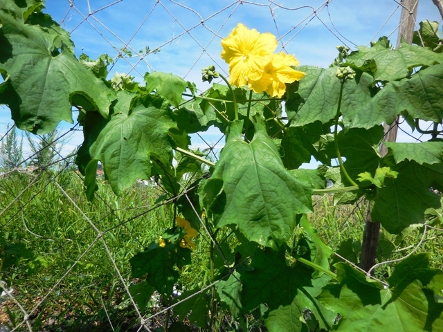 442 6 健康野菜 沖縄 ゴーヤ チャンプルー 食べる ヘチマ ナーベーラー 2種類 各2苗株 種苗から 無農薬 無化学肥料 トライ 家庭菜園 その他 売買されたオークション情報 Yahooの商品情報をアーカイブ公開 オークファン Aucfan Com