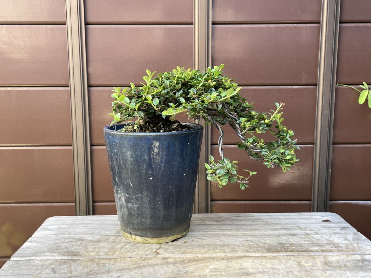 懸崖盆栽 紅紫檀 盆栽 売買されたオークション情報 Yahooの商品情報をアーカイブ公開 オークファン Aucfan Com