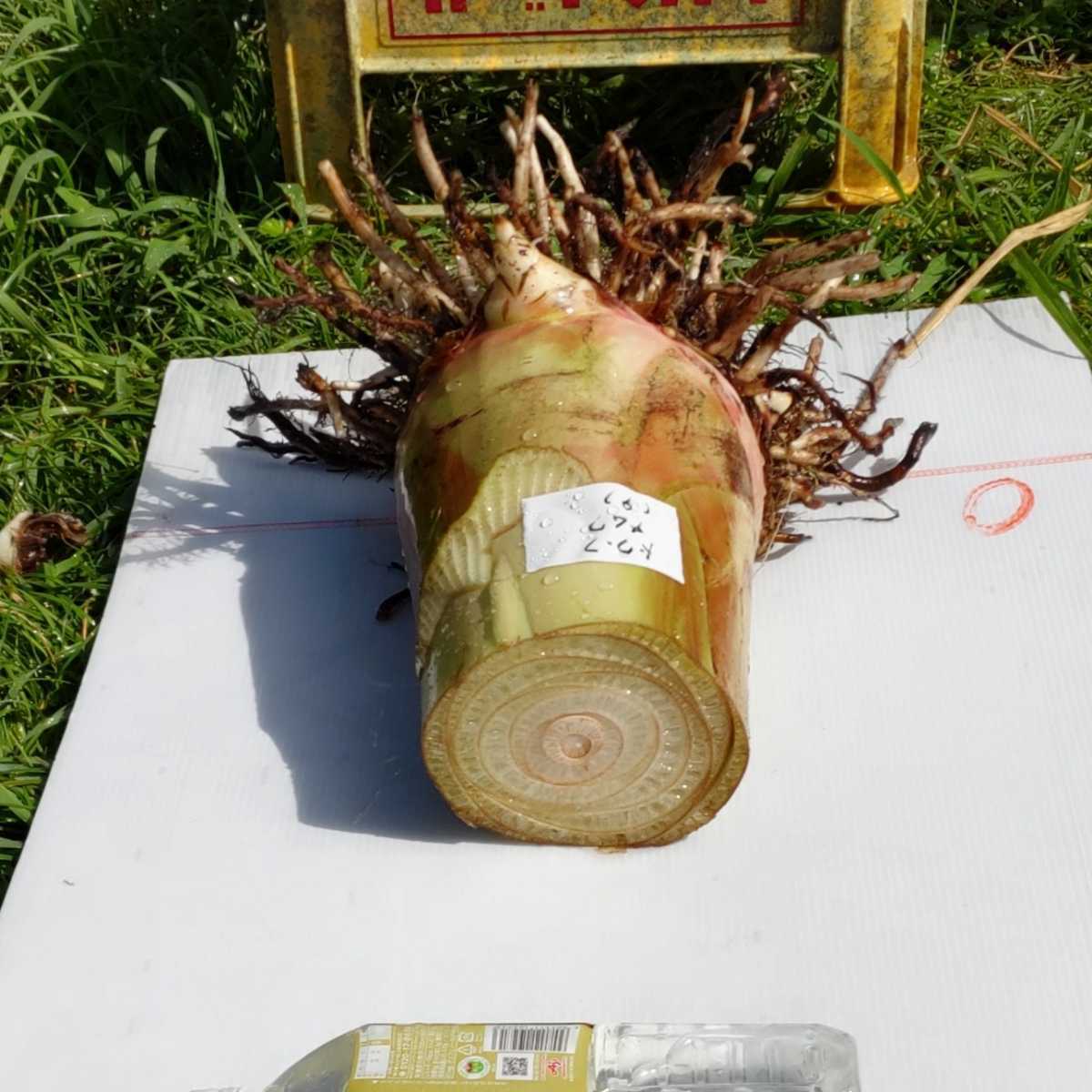 1苗 ドワーフナムワ バナナ苗(9) 大苗 総重量約7㎏ 地植え用