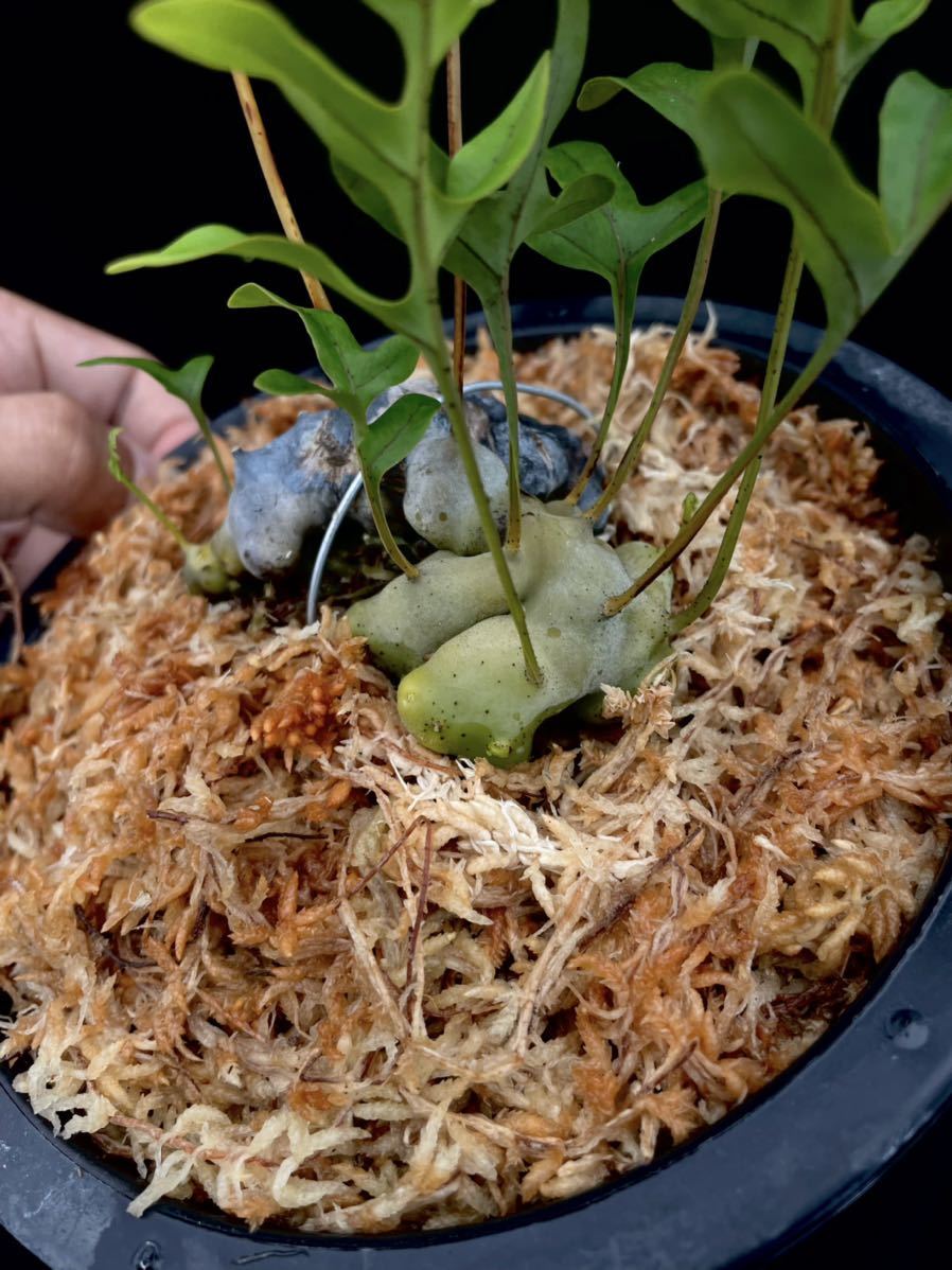 アリ植物 Lecanopteris pumila