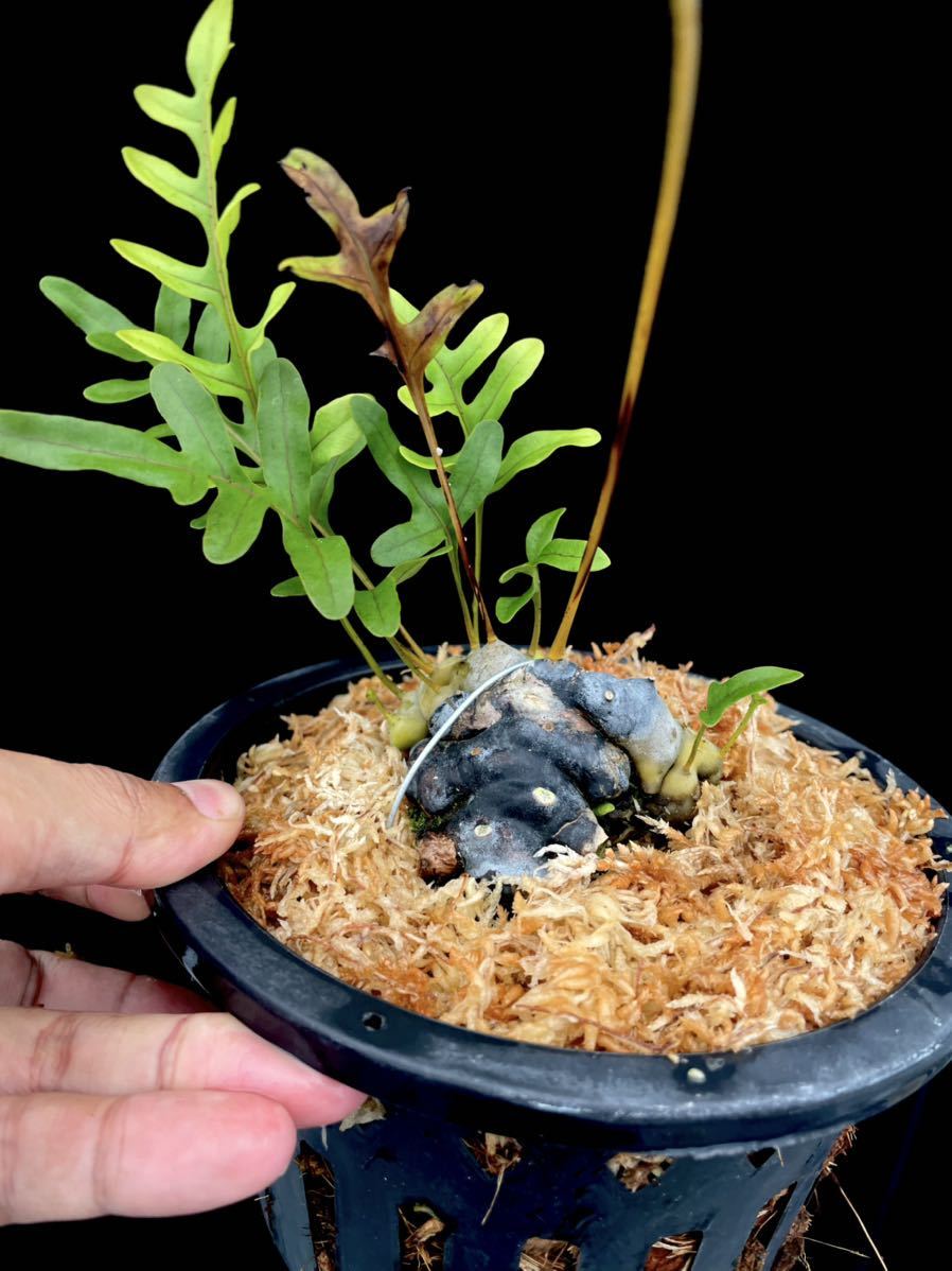 (専用商品)スキンダプサス10点セット アリ植物 Lecanopteris pumila