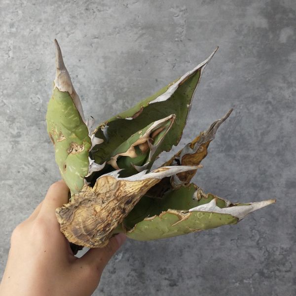 アガベ オアハカ オテロイ オアハカ犀　子株付　チタノタ　陽炎　白犀牛 アガベ オテロイ 産 oteroi agave F4596SS級！！超希少個体子株