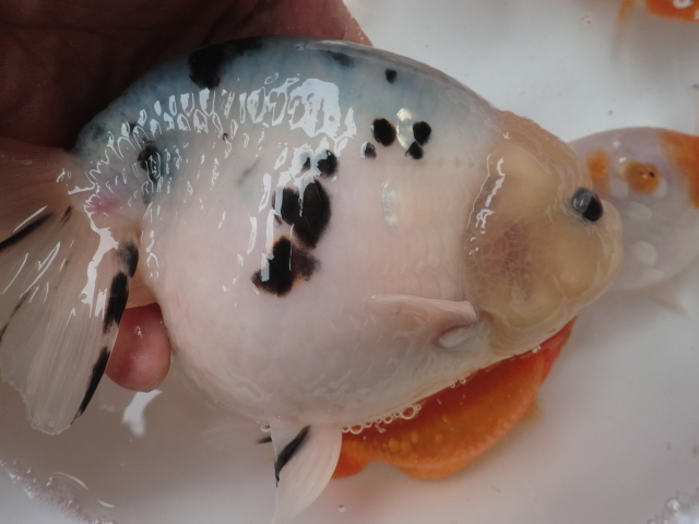 Yahoo!オークション 「江戸錦」金魚 (魚類、水生生物) の落札 | 国産 