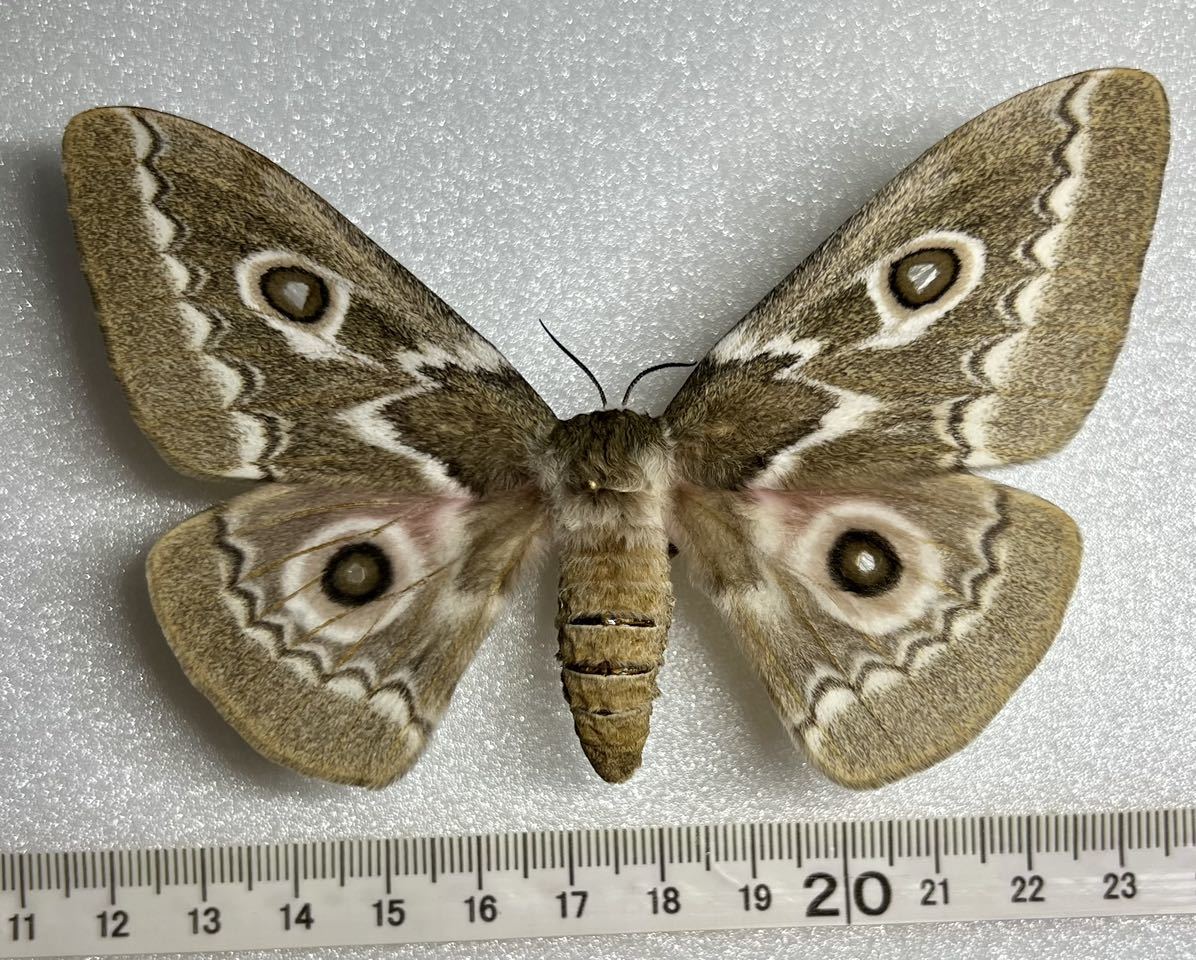 tyrrhea Gonimbrasia Emperor — “ZigZag Moth” | Welcome, visitor