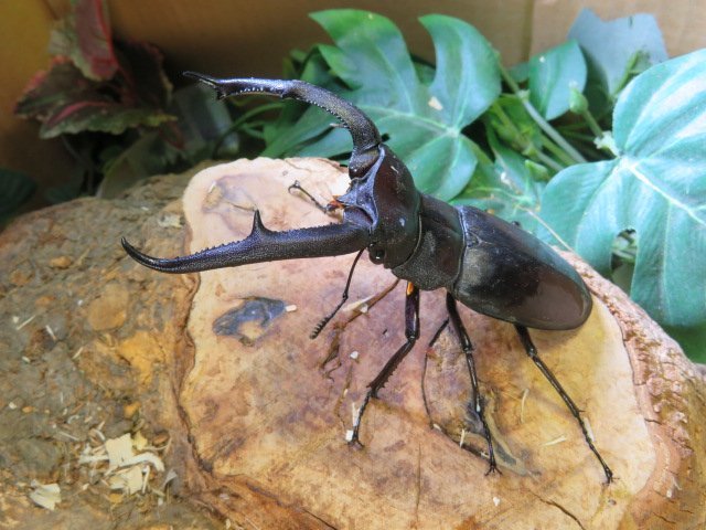 マンディブラリスフタマタクワガタ　102ミリ♀48ミリ・WD・成虫・クワガタ販売店アリスト