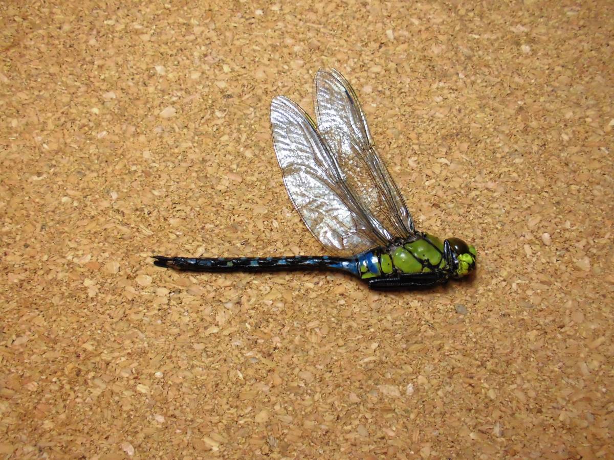 ギンヤンマ 標本 トンボ 蜻蛉 昆虫