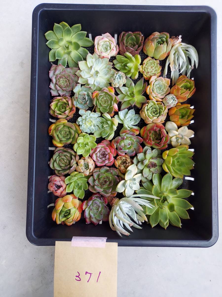 多肉植物 韓国苗 Echeveria M0804-MM001-371多肉植物 寄せ植えに♪（お名前つきません） (岡山在庫)(8/15発送)