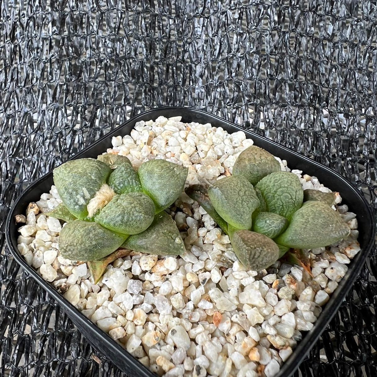 サボテン 多肉植物 4 ハオルチア オブツーサ錦① 極上斑 サボテン