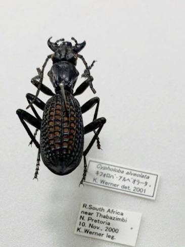 標本 Cypholoba alveolata (31.0mm) 南アフリカ産 オサムシ ハンミョウ